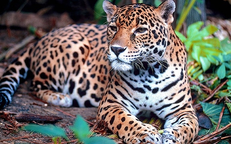 VegNewsJaguarAmazon