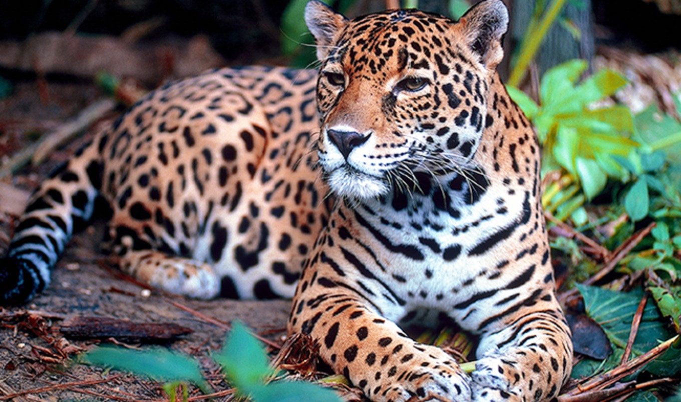 Animal Ag Companies Fined $29M for Destroying Amazon