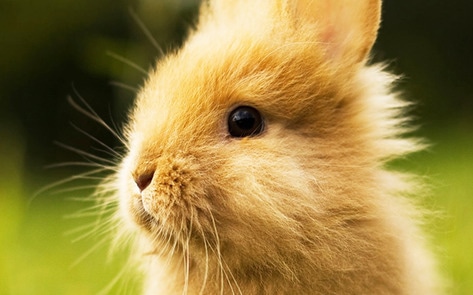 VegNewsCuteBunny