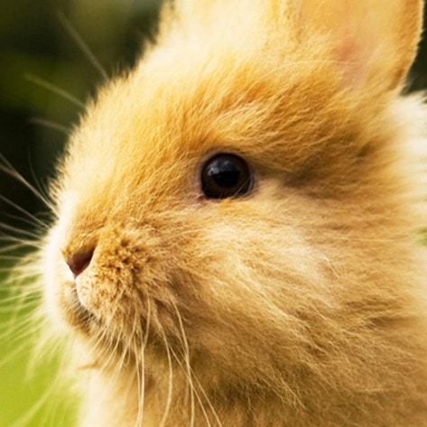 VegNewsCuteBunny