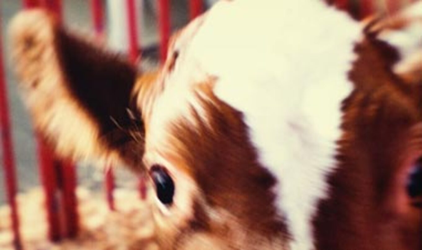 Vermont Veal Violations