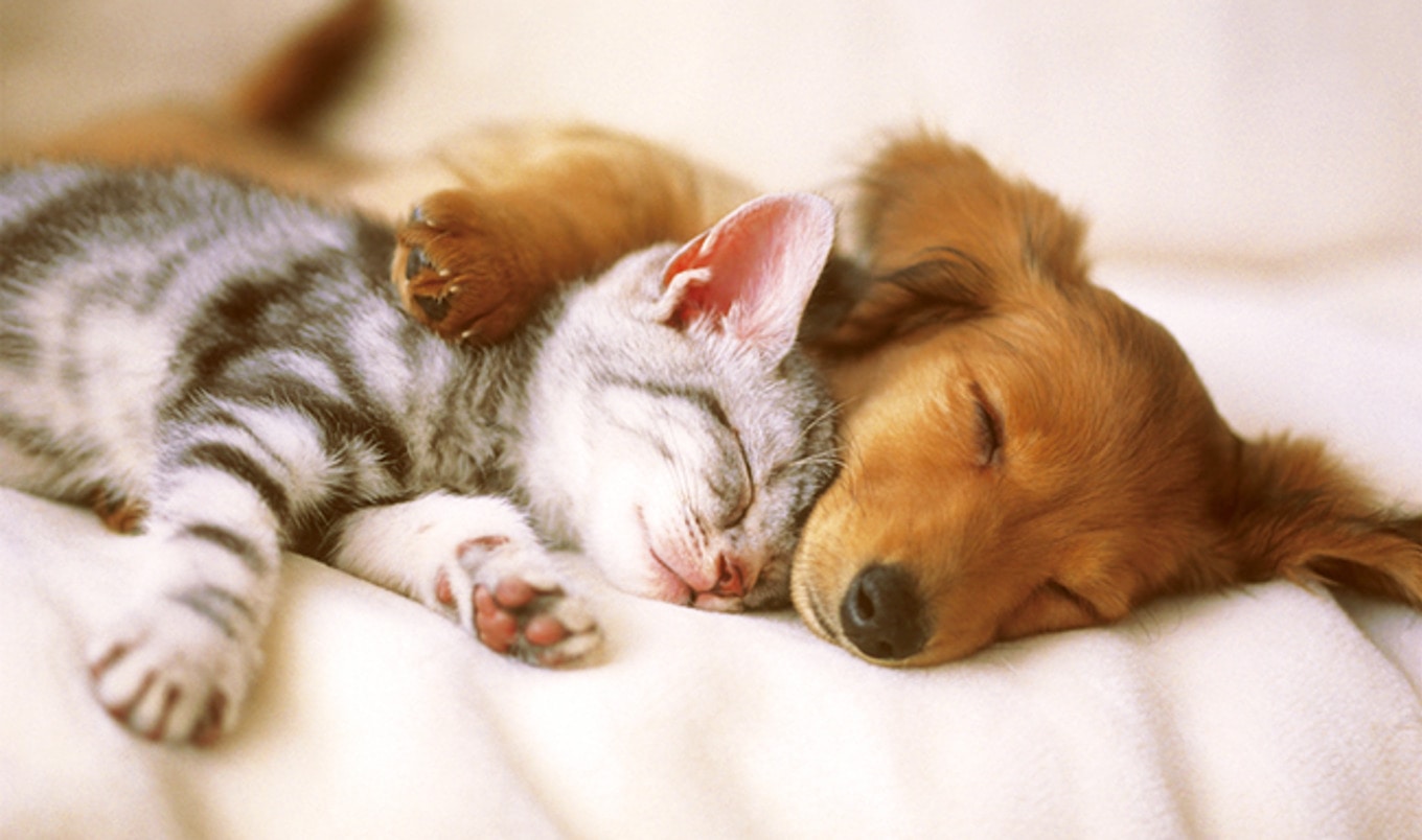 Startup Debuts New Vegan Food for Cats and Dogs