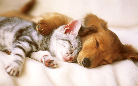 Startup Debuts New Vegan Food for Cats and Dogs