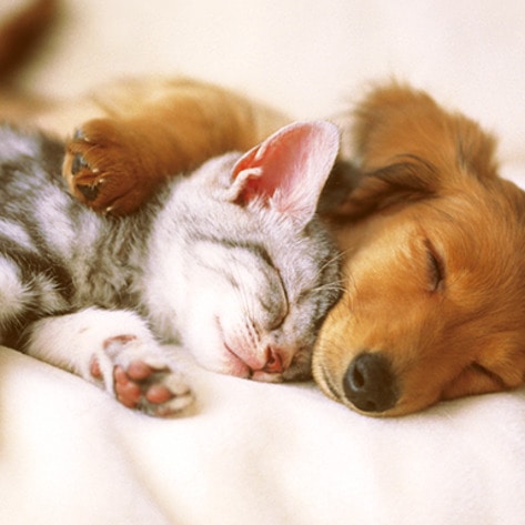 VegNewsCatDogCute