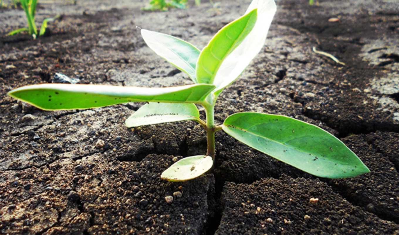 Plant-Based Business Bootcamp Debuts in London