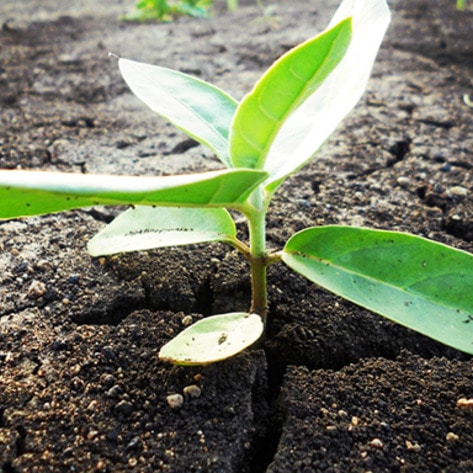 VegNewsPlantSoilGrow
