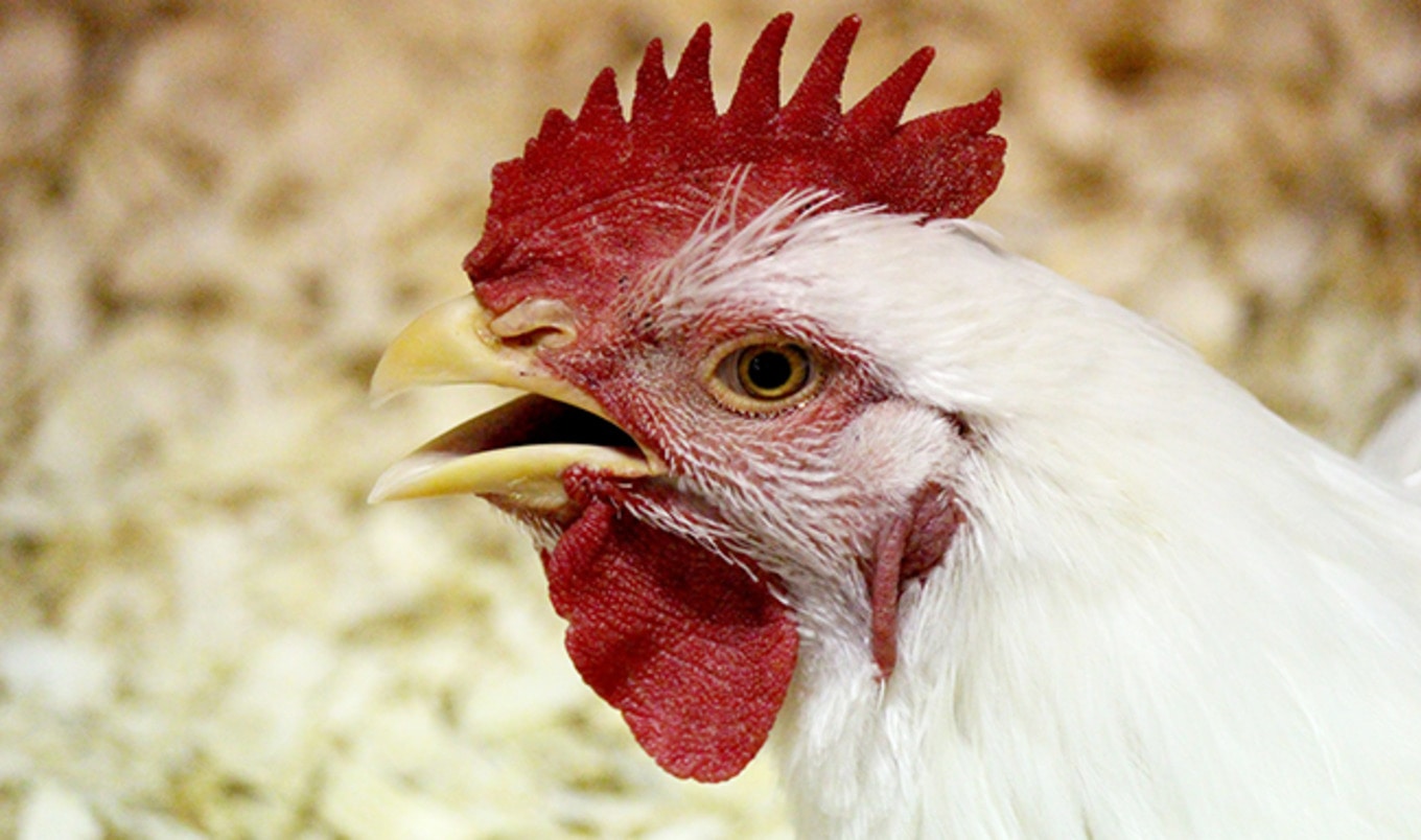 Frontline Exposes Human Trafficking at Ohio Egg Farm