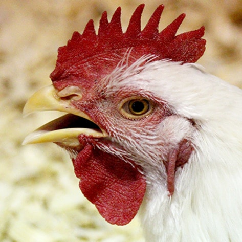 VegNewsChicken6