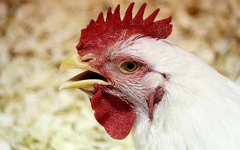 VegNewsChicken6