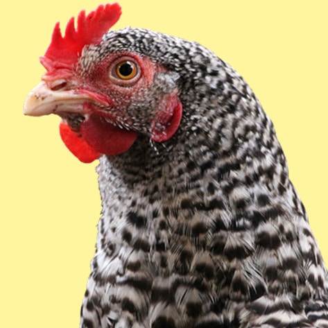 Fly-Over Protest to Ruffle Feathers at Tyson