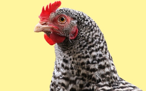 JUST Confirms It Will Debut Clean Chicken This Year