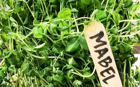 Detroit Restaurant Debuts Eight-Course Vegan Menu