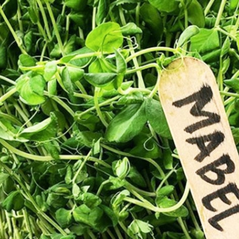 Detroit Restaurant Debuts Eight-Course Vegan Menu