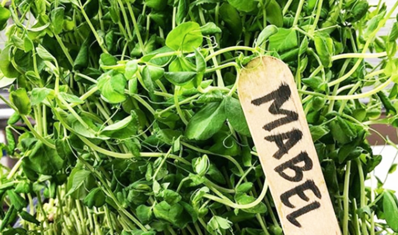 Detroit Restaurant Debuts Eight-Course Vegan Menu