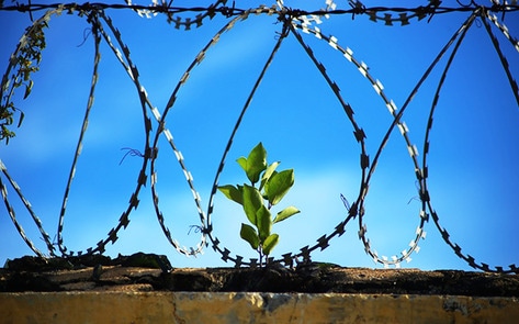 CA Senate Passes Mandatory Vegan Prison-Food Bill