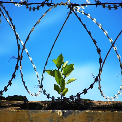 CA Senate Passes Mandatory Vegan Prison-Food Bill