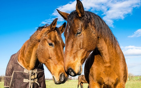 Montreal Bans Cruel Horse-Drawn Carriages