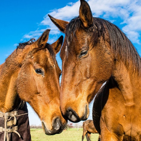 Montreal Bans Cruel Horse-Drawn Carriages