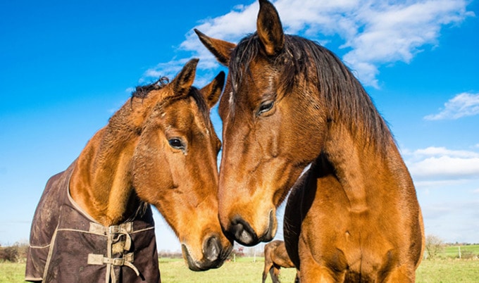 VegNewsHorses3