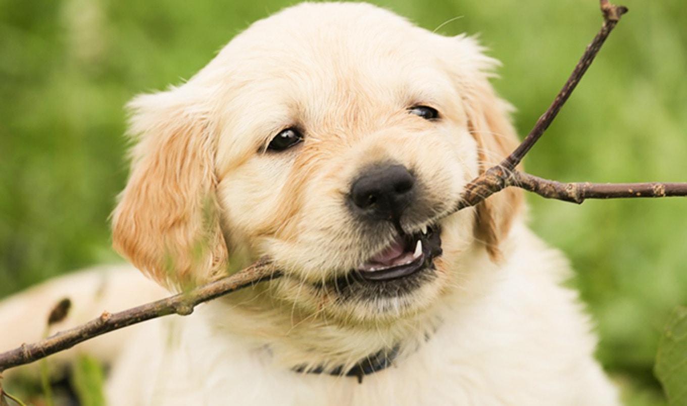 Cultured Koji Dog Food Has More Protein Than Steak