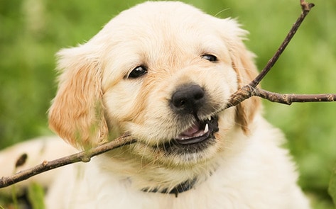 Cultured Koji Dog Food Has More Protein Than Steak