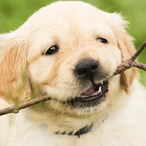 Cultured Koji Dog Food Has More Protein Than Steak