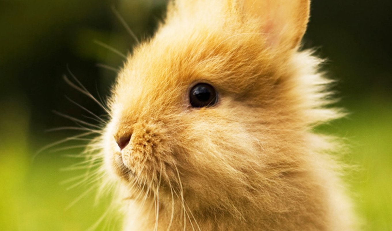 Canada's Senate Passes Cruelty-Free Cosmetics Act
