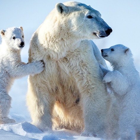 Sting Operation Seizes 43 Metric Tons of Wild-Animal Meat