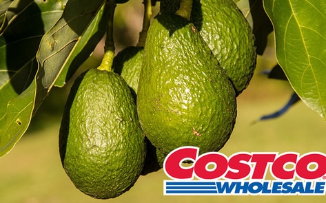Avocados That Last 50 Percent Longer Debut at Costco