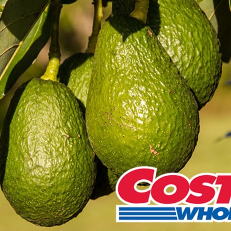 Avocados That Last 50 Percent Longer Debut at Costco