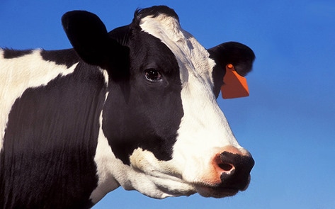 VegNewsDairyCowBell