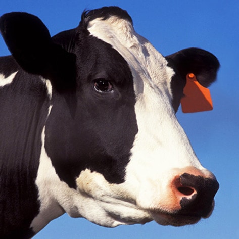 VegNewsDairyCowBell