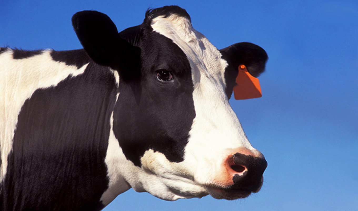 52 New York Dairy Farms Lose Wholesale Contracts
