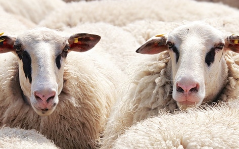 Australia's Top Live Sheep Transporter Shut Down
