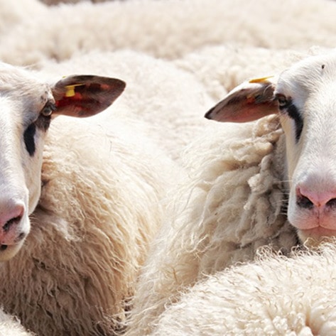 Australia's Top Live Sheep Transporter Shut Down