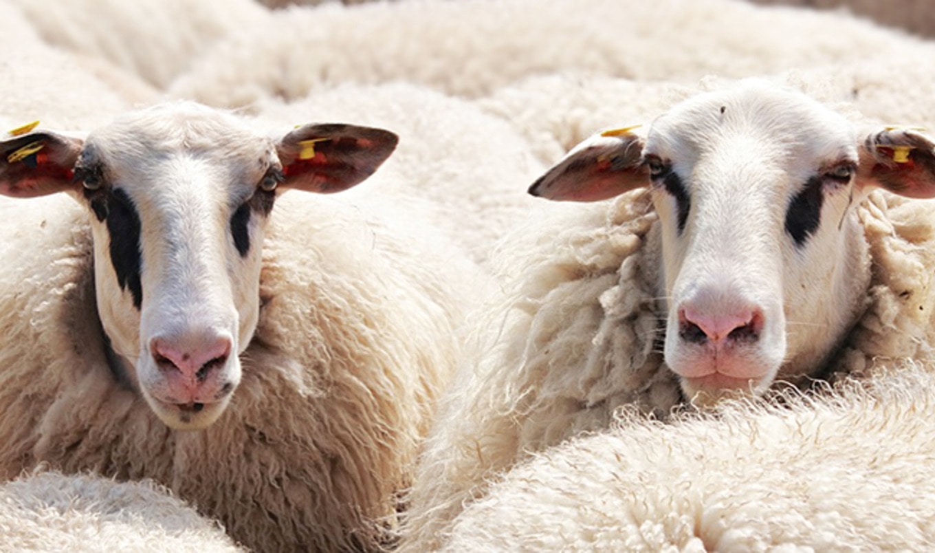 Australia's Top Live Sheep Transporter Shut Down