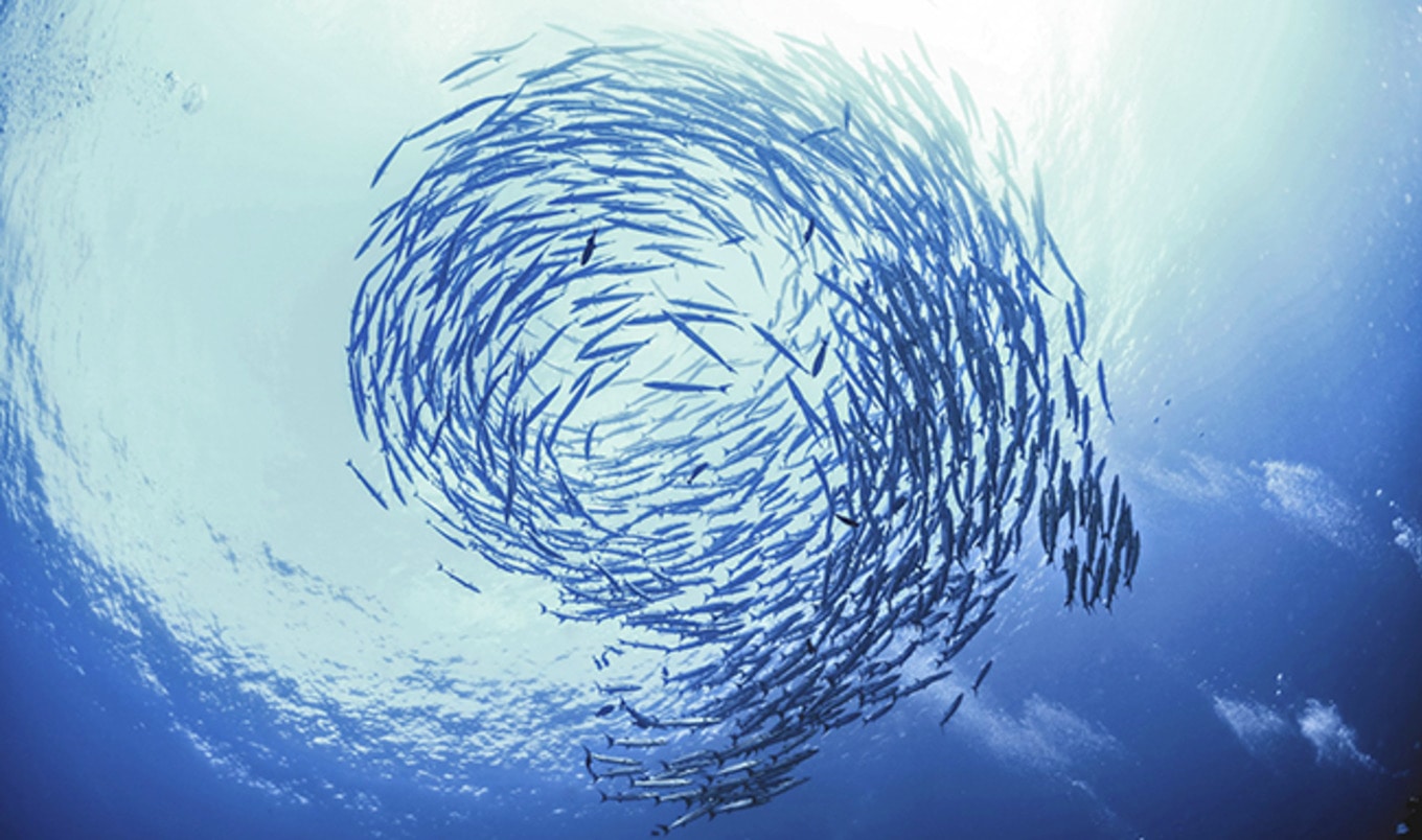 Slaughter-Free Fish Startup Raises $3.5 Million