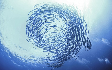 Slaughter-Free Fish Startup Raises $3.5 Million