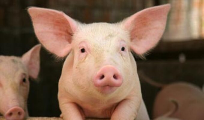 piglet