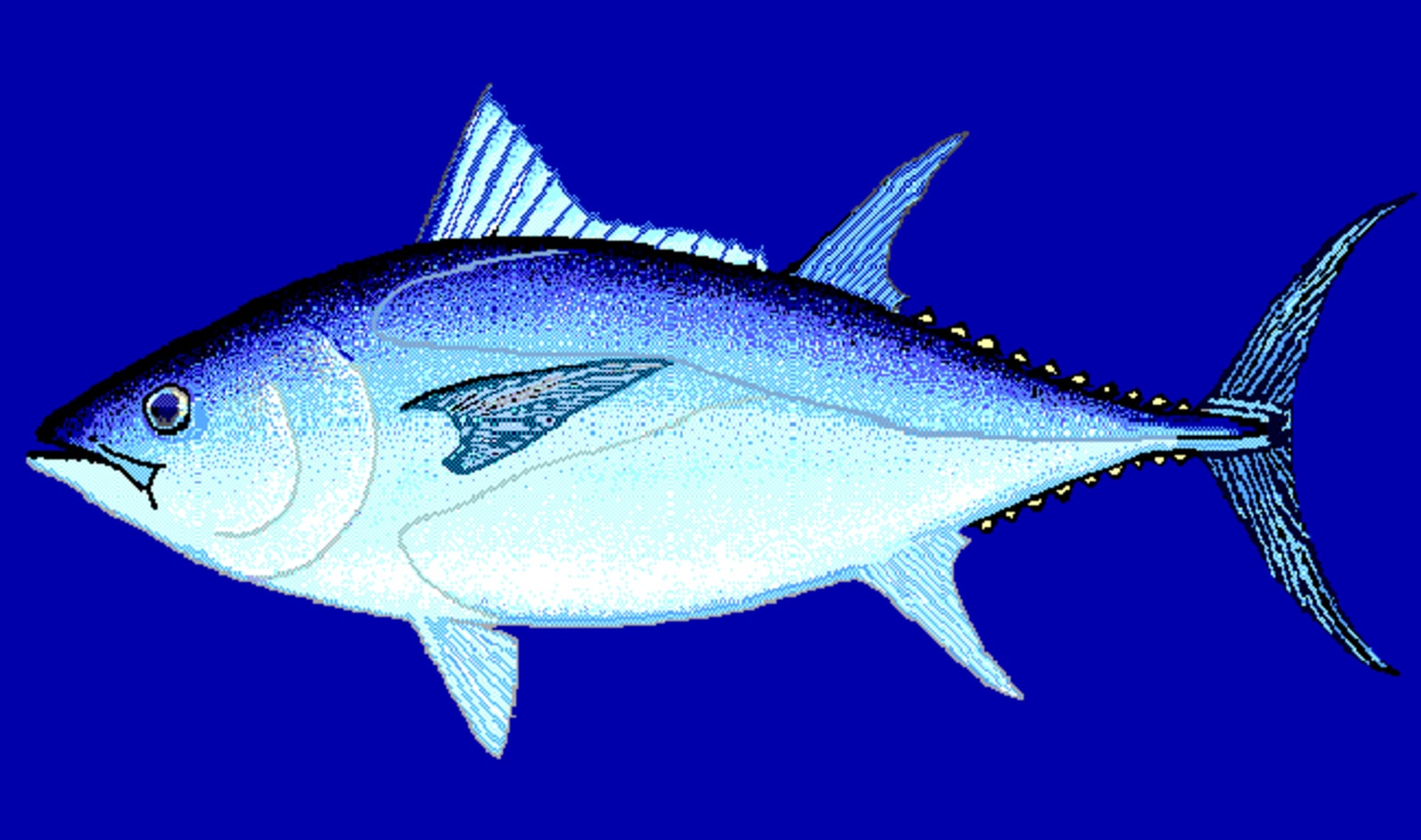 45 Tons of Illegal Tuna Seized in Spain