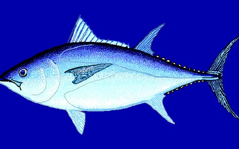 45 Tons of Illegal Tuna Seized in Spain