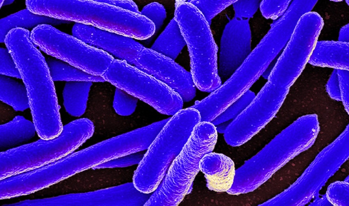 VegNewsEColiBacteria