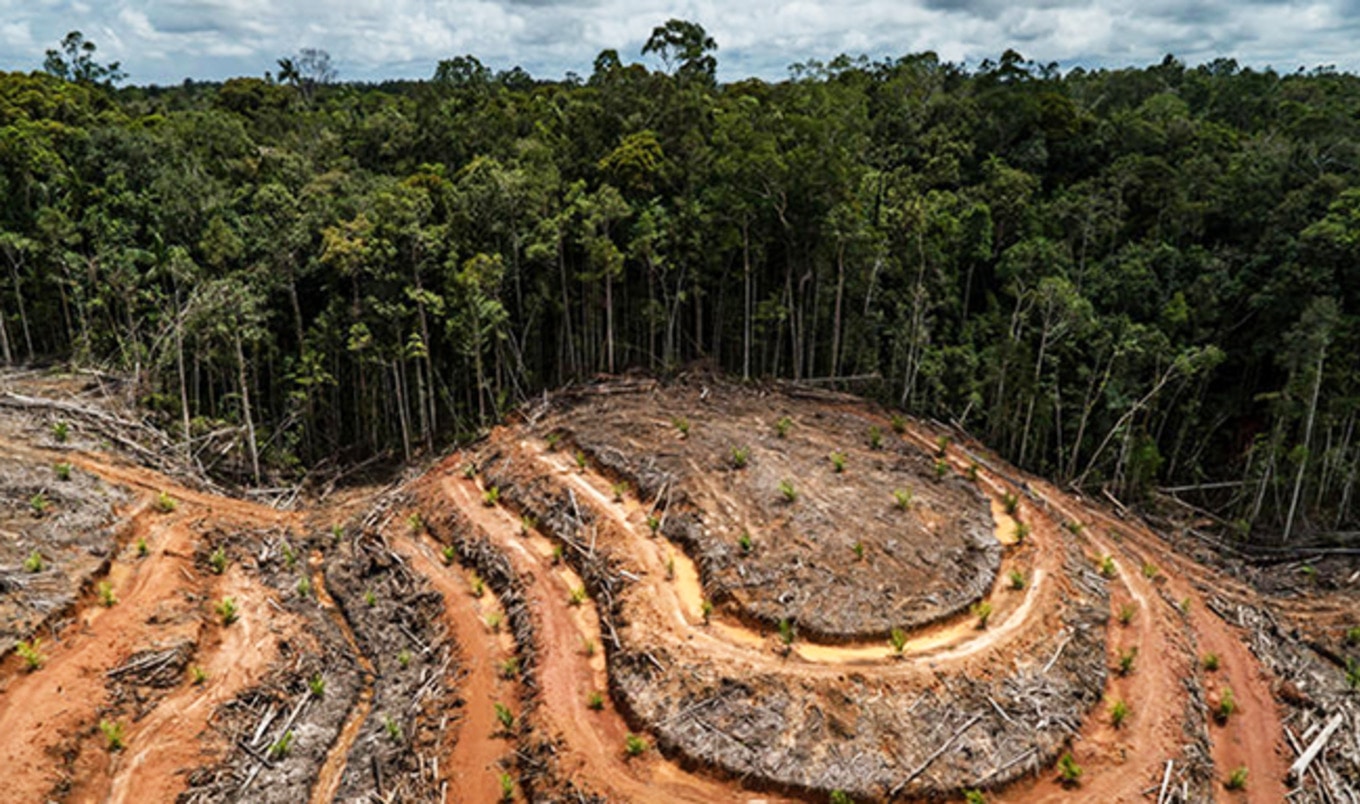 Dairy Giant Fonterra Linked to Indonesian Deforestation