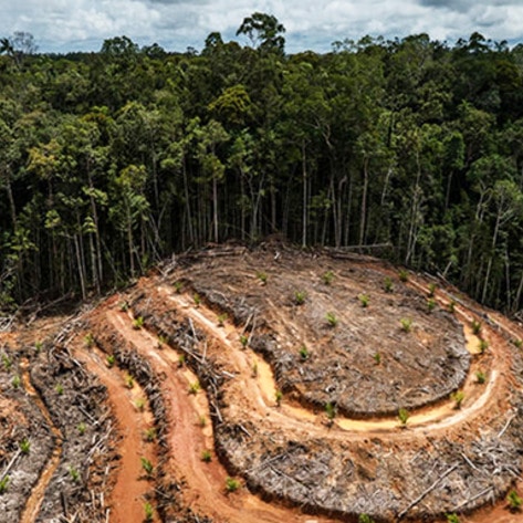 Dairy Giant Fonterra Linked to Indonesian Deforestation
