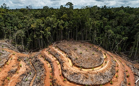 Dairy Giant Fonterra Linked to Indonesian Deforestation