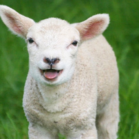 Global PR Firm Launches Plant-Based Division