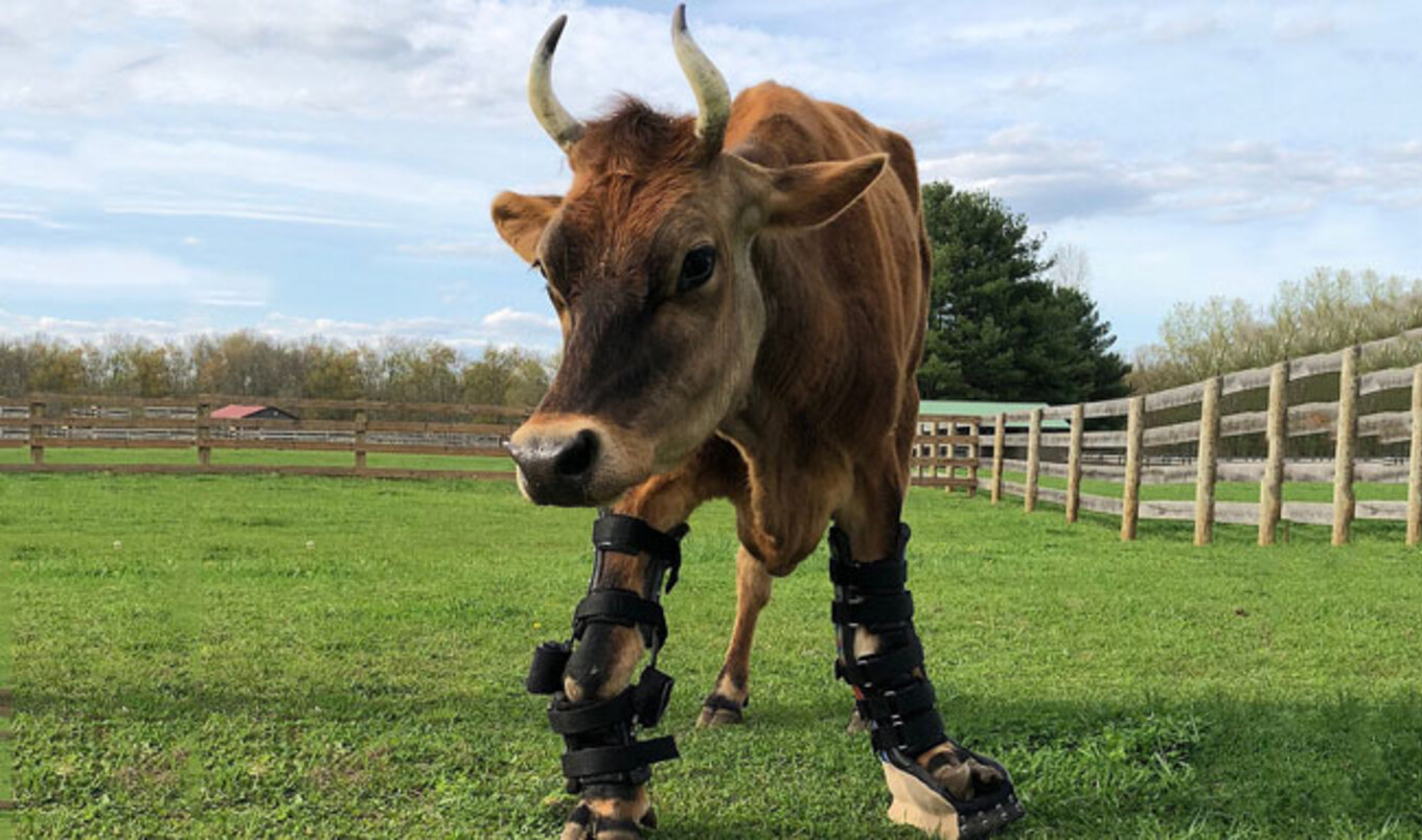 Rescued Cow Receives State-of-the-Art Prosthetic Brace