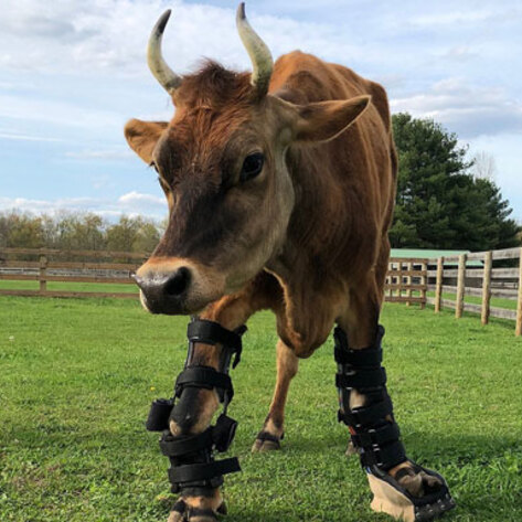 Rescued Cow Receives State-of-the-Art Prosthetic Brace
