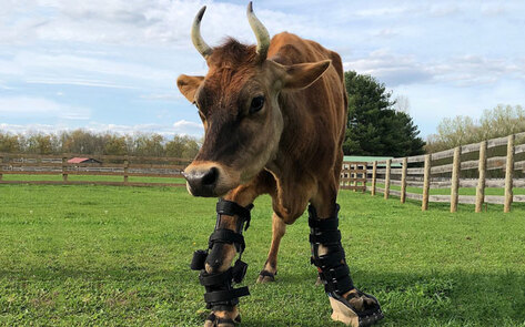 Rescued Cow Receives State-of-the-Art Prosthetic Brace