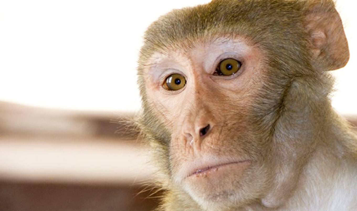 Pilot Program Circumvents China’s Animal Testing Law VegNews